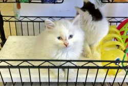 05/24/13 – Kittens, Lots of Kittens at Northeast Georgia Animal Shelter